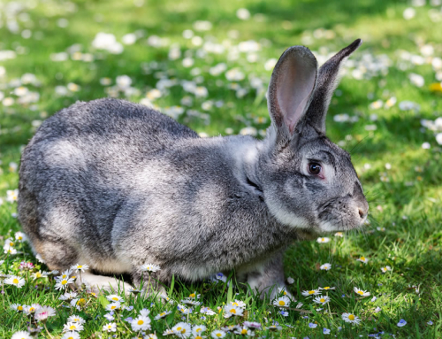 Krafttier: Hase-Kaninchen